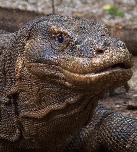 Komodo Trip 3D2N
